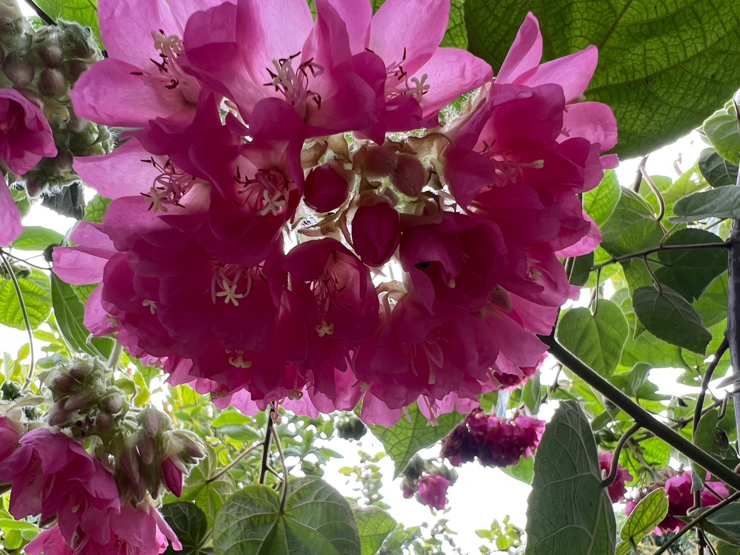 百鈴花1@花蜂園