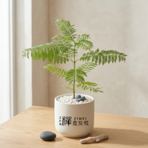 藍花楹樹苗|夢幻紫色的「天空之樹」,打造最浪漫的庭院花毯與智慧之樹