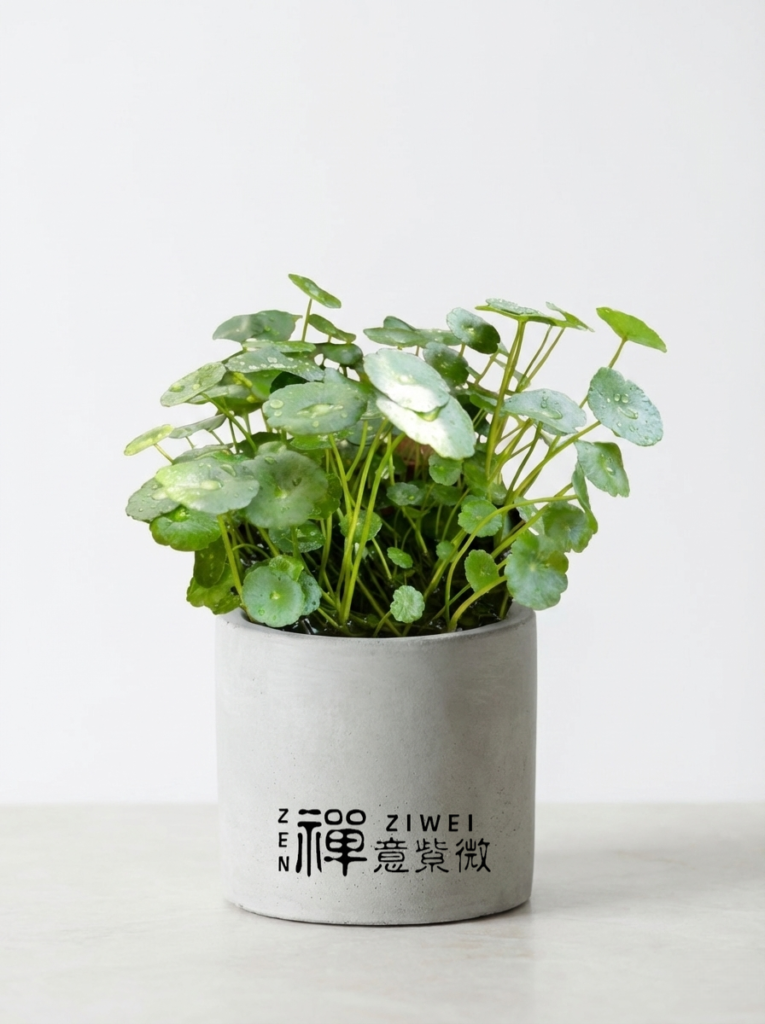 銅錢草盆栽|遍地黃金的「綠色金幣」,水耕好養、錢滾錢的招財植物