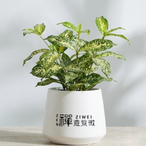 星點木@禪意紫微