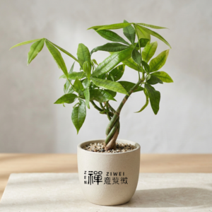 馬拉巴栗 (Pachira aquatica)|招財進寶的「發財樹」,為您鎖住財富、五行圓滿