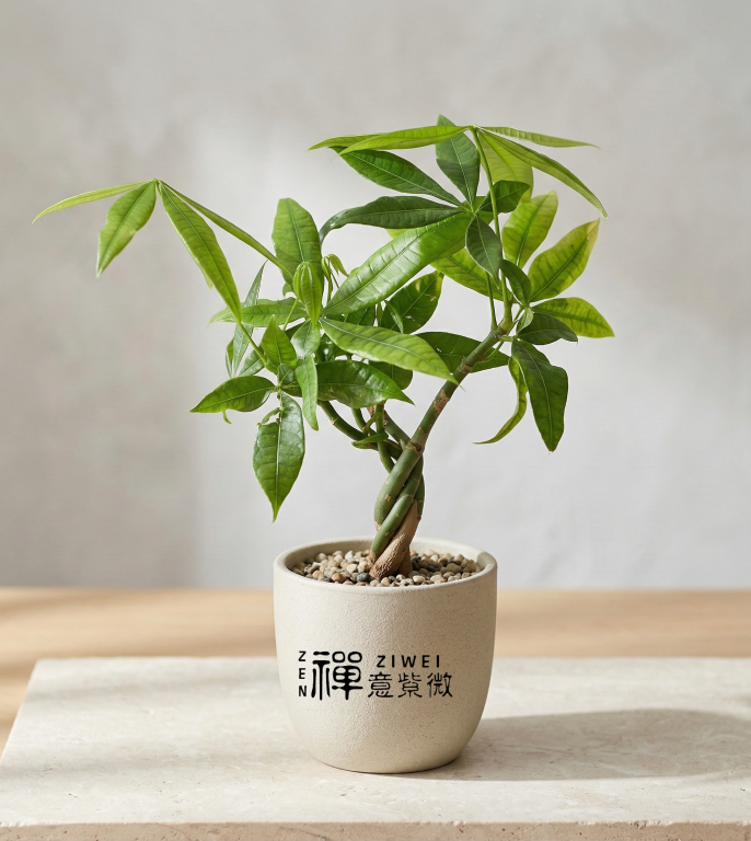 馬拉巴栗 (Pachira aquatica)|招財進寶的「發財樹」,為您鎖住財富、五行圓滿