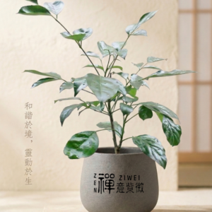 進財樹 (Radermachera sinica)|引財入庫的「綠寶石」,為您招納富貴、財源廣進