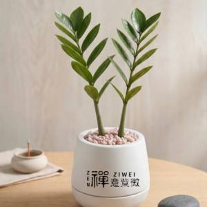 金錢樹 (Zamioculcas zamiifolia)｜葉如銅錢的「聚財神樹」，為您串起滾滾財源、穩固財庫