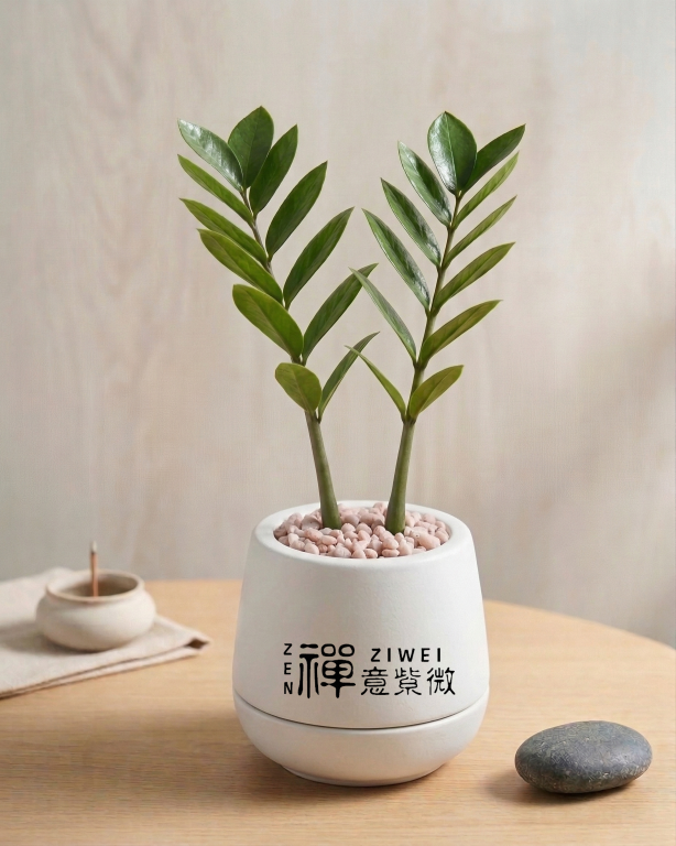 金錢樹 (Zamioculcas zamiifolia)|葉如銅錢的「聚財神樹」,為您串起滾滾財源、穩固財庫