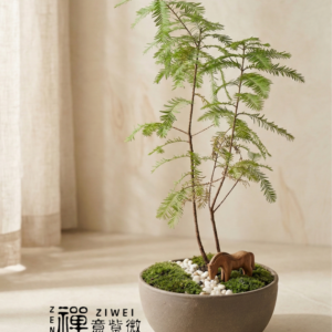 落羽松 (Taxodium distichum)|四季流轉的「光影魔術師」,為您染紅一片鴻運當頭的風景