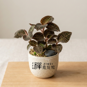 金線蓮 (Jewel Orchid)|葉脈藏金的「森林紅寶石」,守護健康與招財的活寶石