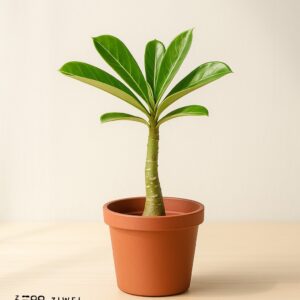 沙漠玫瑰@禪意紫微