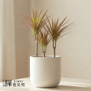 五彩千年木@禪意紫微