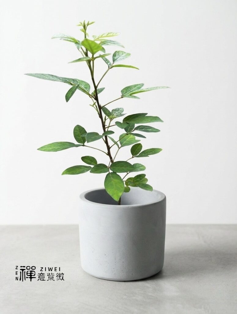 抹草@禪意紫微