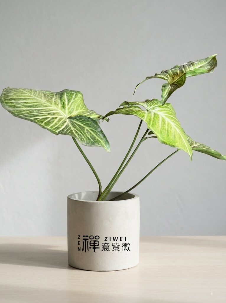 珂拉松觀音蓮 (Alocasia Corazon)|泛著銀光的「鋼鐵之心」,極致高冷的招財擋煞逸品