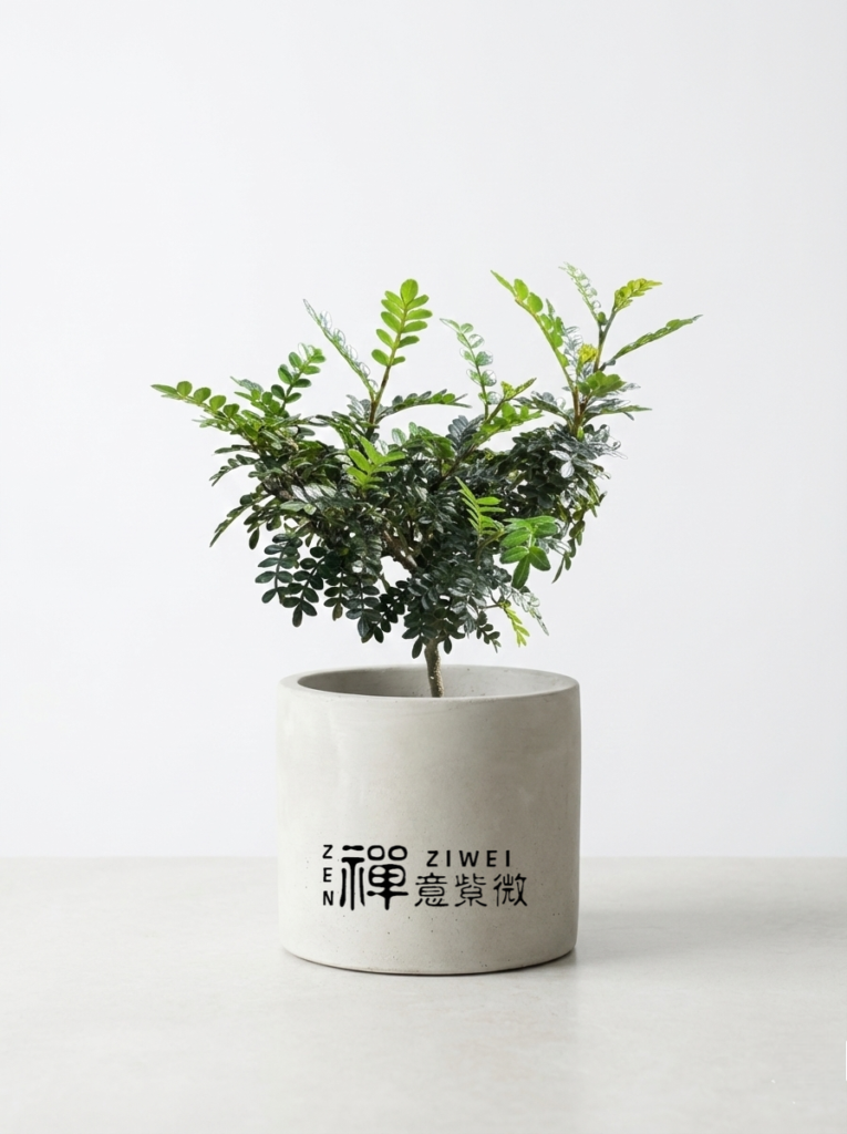 胡椒木盆栽|自帶清香的「綠色聚寶盆」,淨化磁場、招財擋煞首選