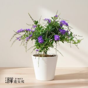 蕾絲金露花@禪意紫微