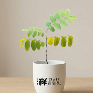 花旗木｜泰國櫻花｜粉紅花雨招好人緣・旺人氣｜庭園陽台開運樹